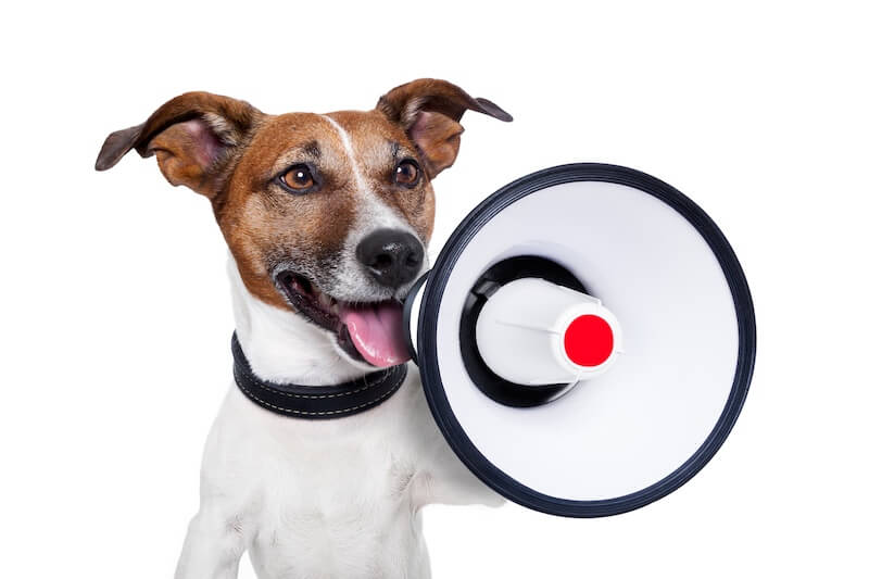 Desktop-Push Hund
